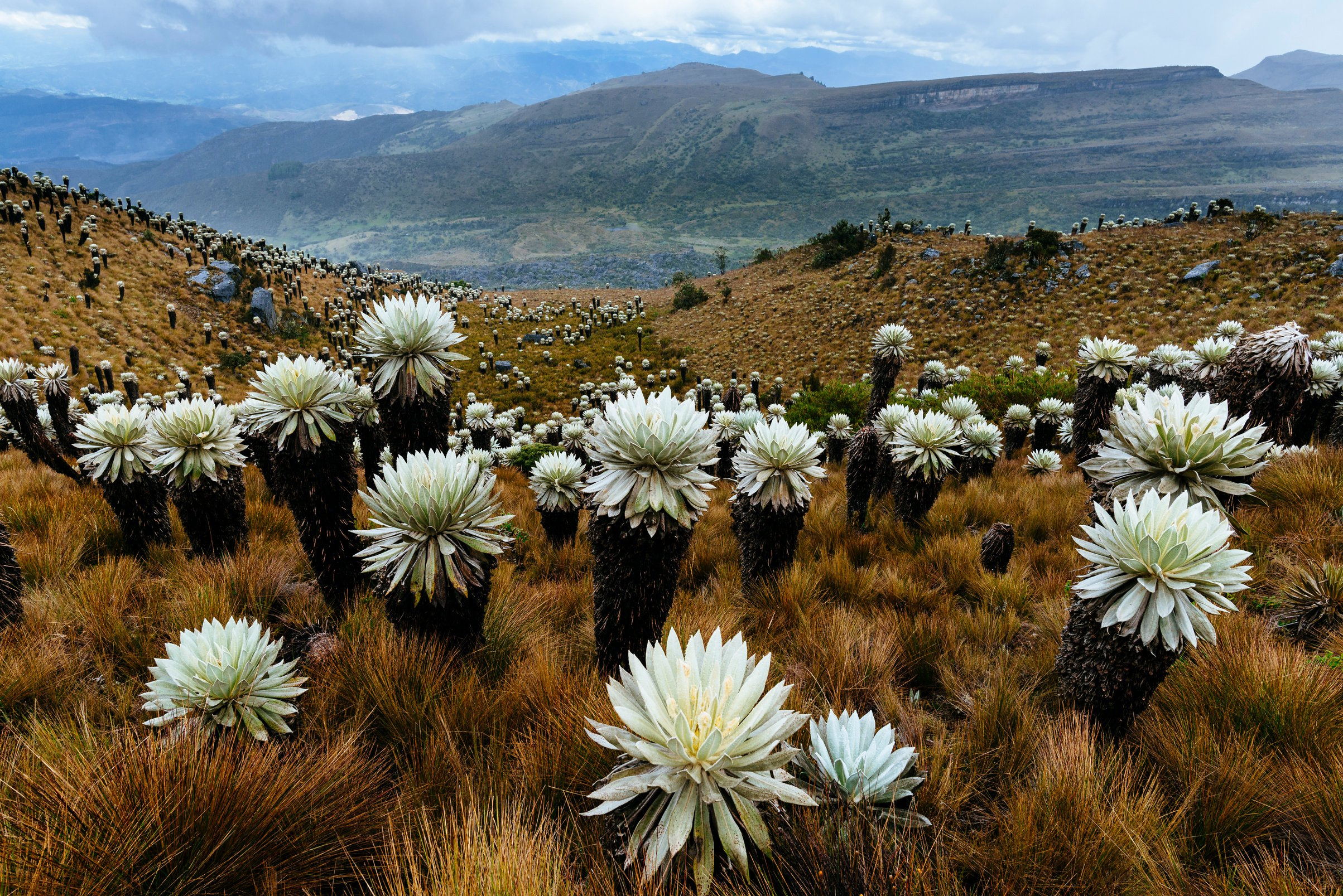 Paramo de Oceta in Boyaco, Colombia